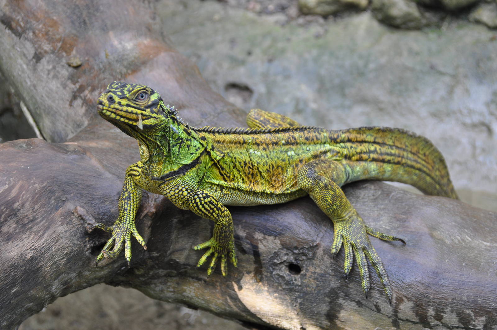 Philippine sail-finned water dragon/ Hydrosaurus pustulatus