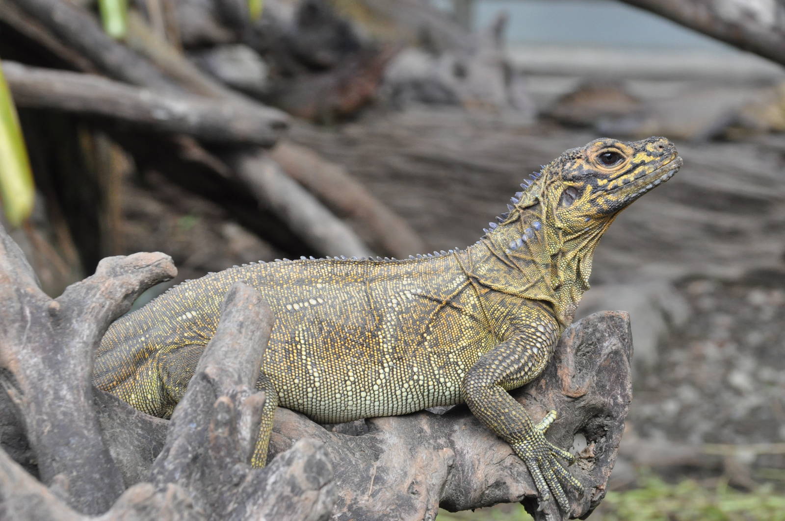 Philippine sail-finned water dragon/ Hydrosaurus pustulatus