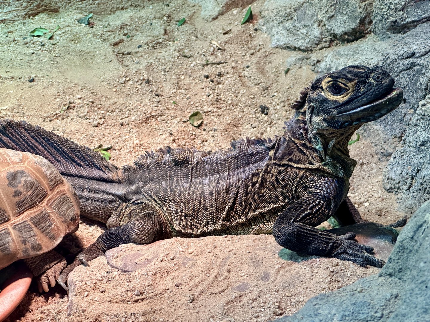 Philippine sail-finned water dragon (Hydrosaurus pustulatus)