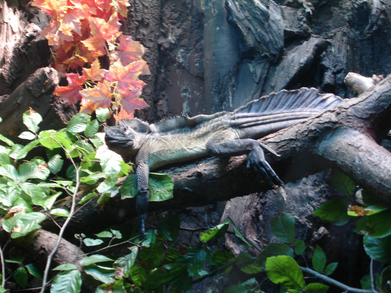 Philippine Sail-finned Water Dragon