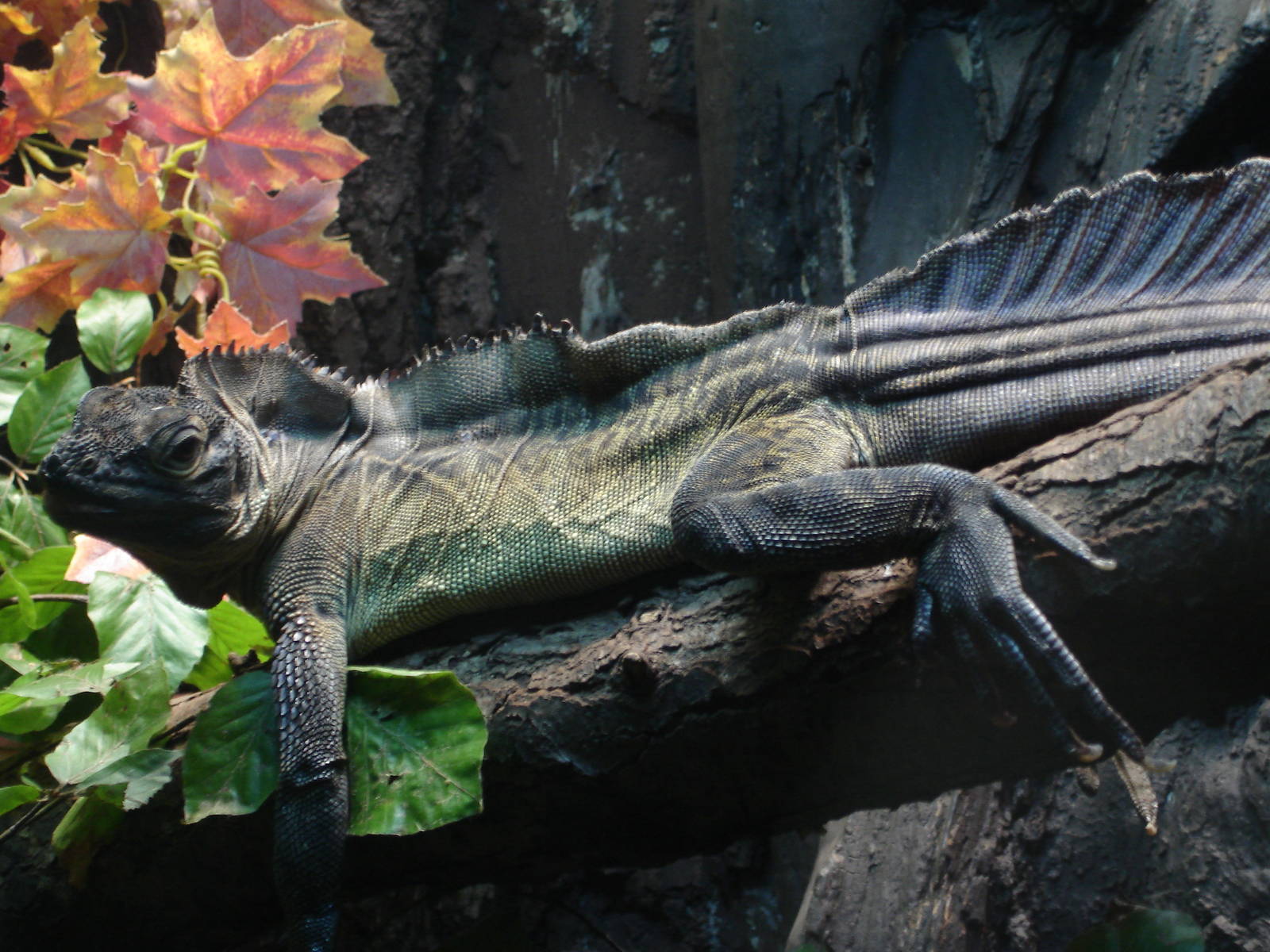 Philippine Sail-finned Water Dragon