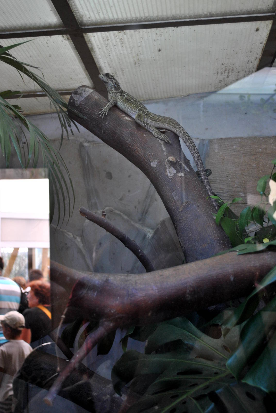 Philippine Sail - finned water Dragon