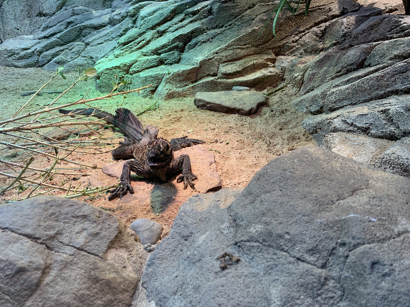 Philippine Sail-finned Water Dragon