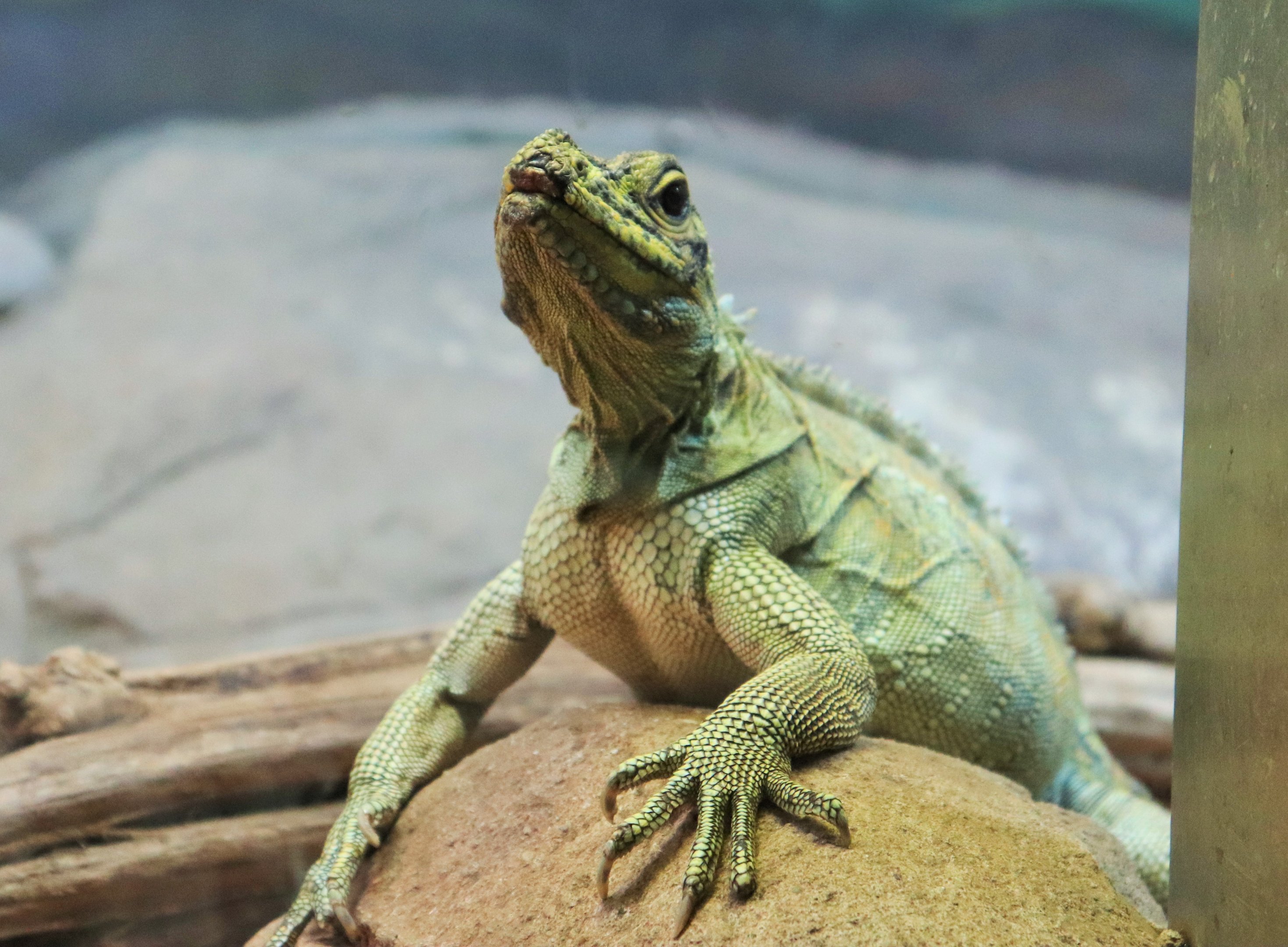 Philippine Sailfin Dragon (Hydrosaurus pustulatus)