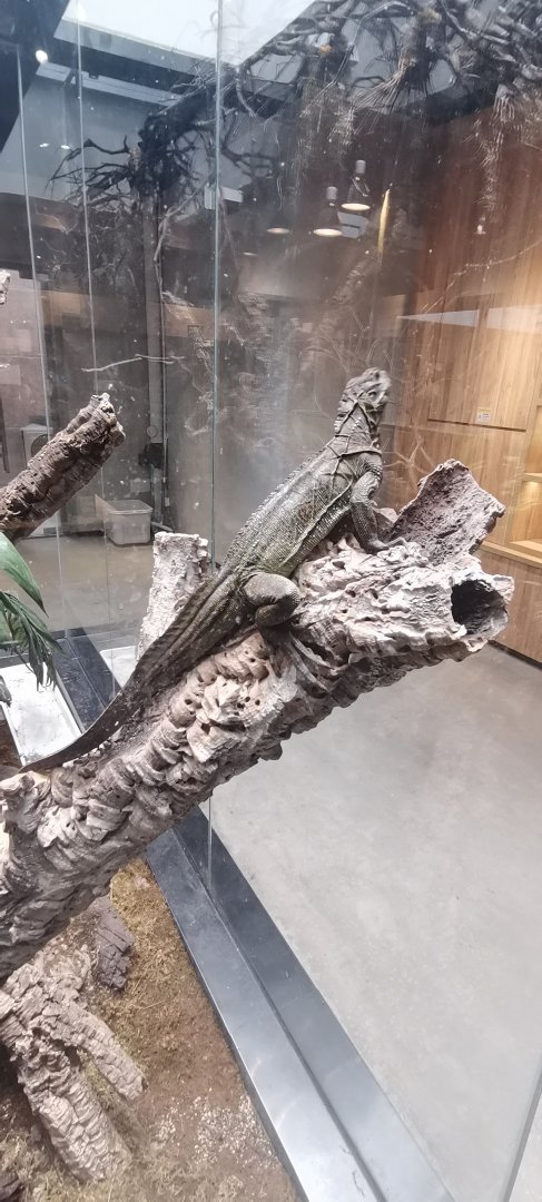 Philippine sailfin dragon (Hydrosaurus pustulatus)