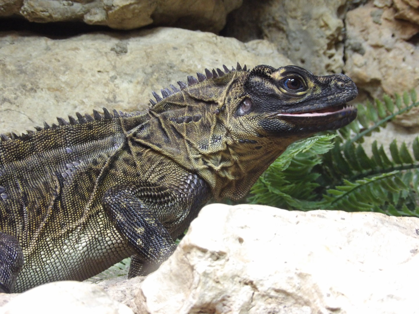 Philippine Sailfin Dragon(Hydrosaurus pustulatus)