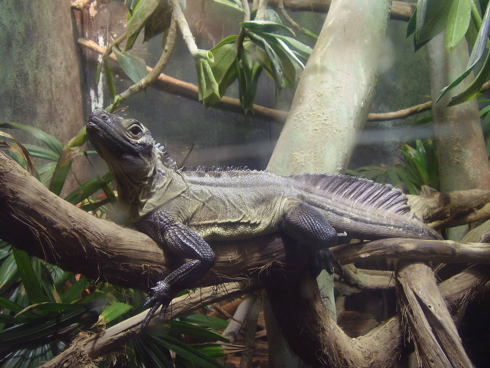 Philippine Sailfin Dragon - Louisville Zoo AUG07