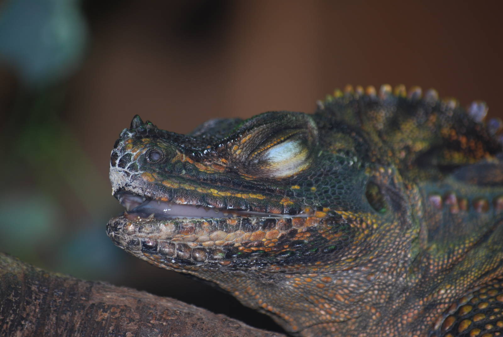 Philippine sailfin dragon