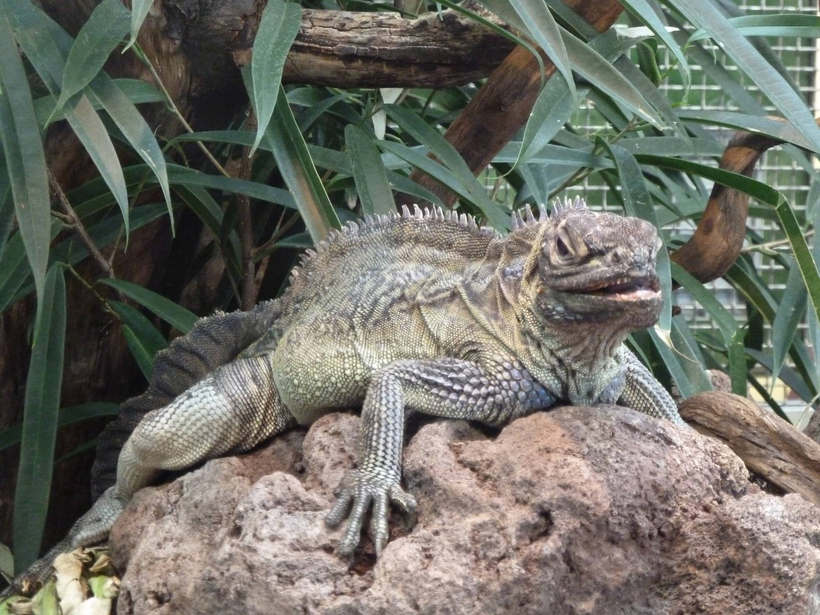 Philippine sailfin dragon