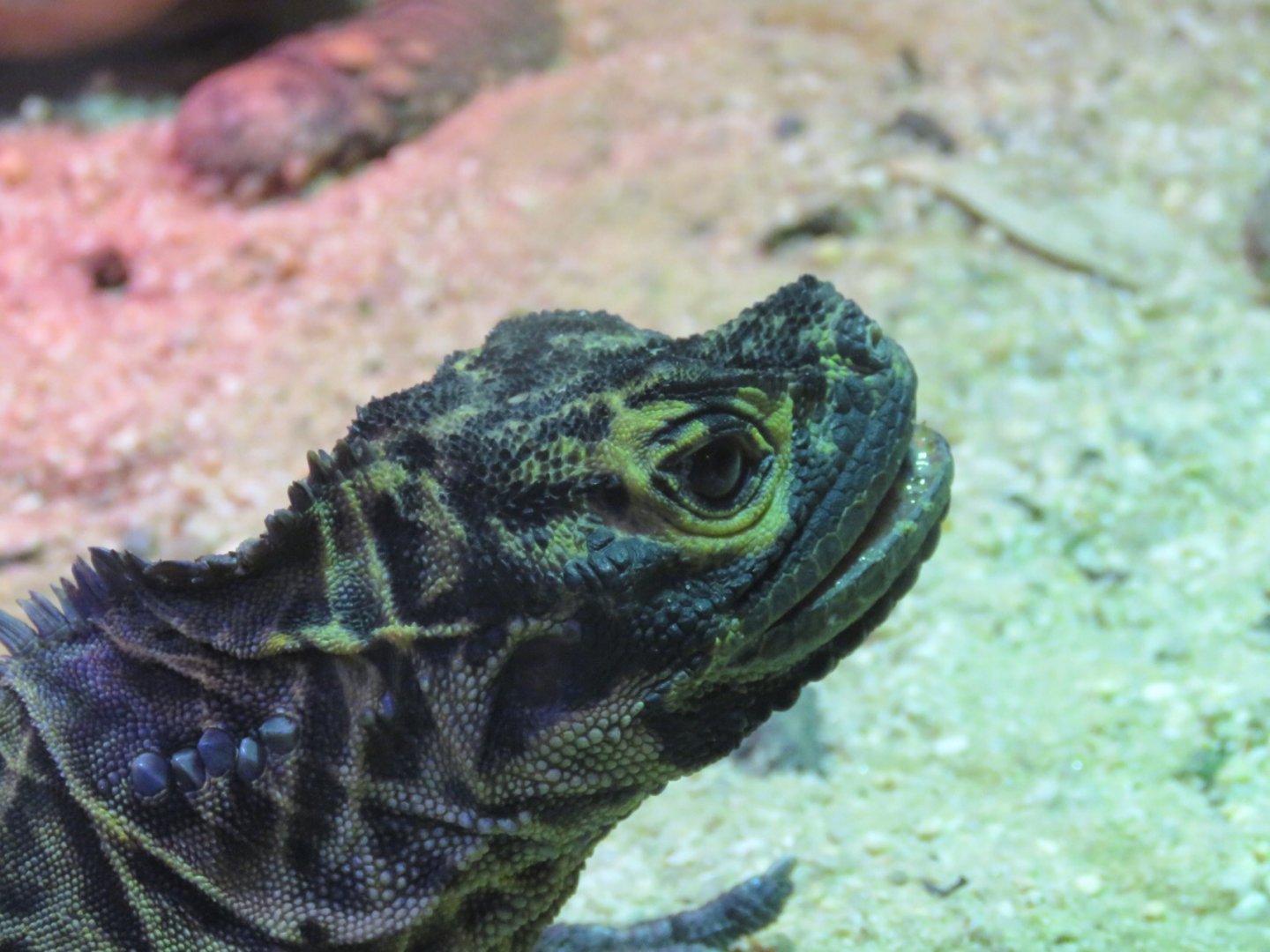 Philippine Sailfin Dragon