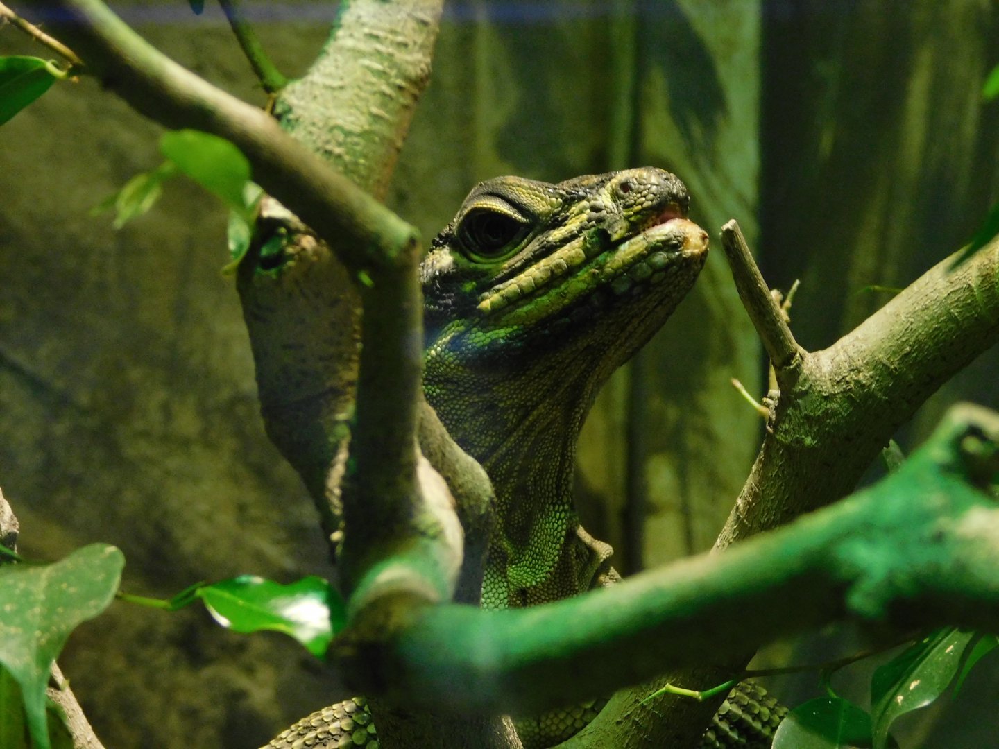 Philippine Sailfin Dragon
