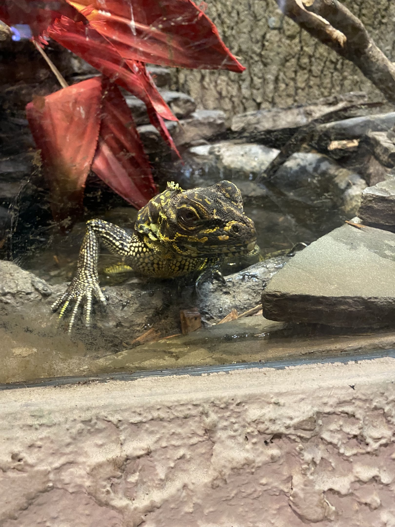 Philippine Sailfin Dragon