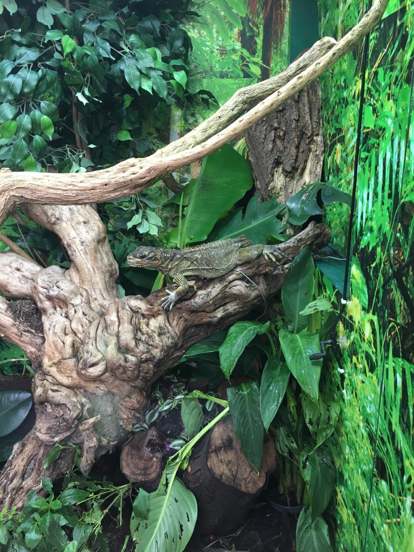 Philippine sailfin lizard? 040817