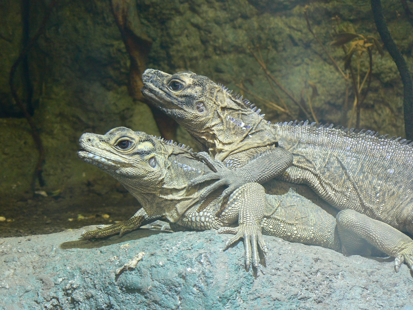 Philippine Sailfin Lizard - 27 July 2017