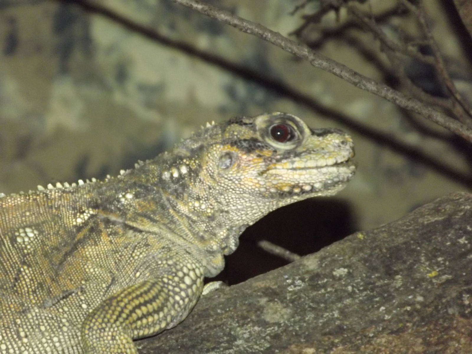 Philippine Sailfin Lizard at Blackpool Zoo 11/03/12