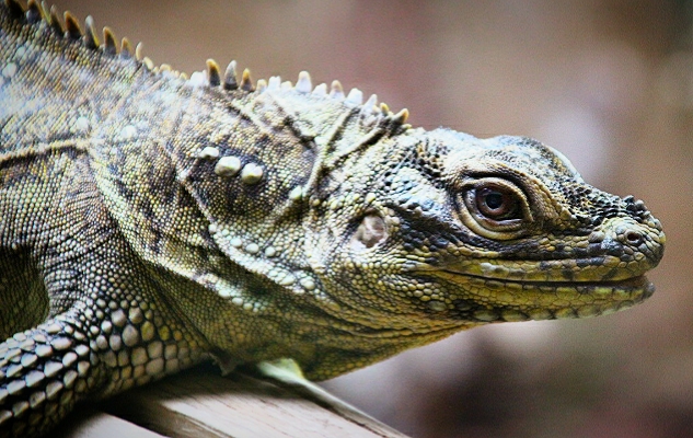 Philippine Sailfin Lizard at Dudley Zoo & Castle