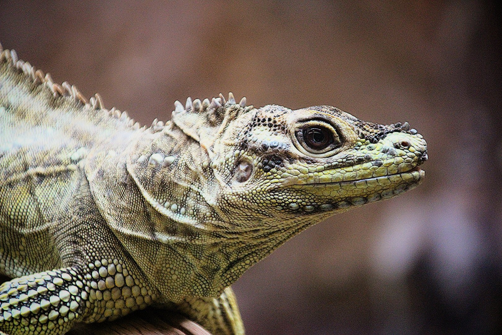 Philippine Sailfin Lizard at Dudley Zoo