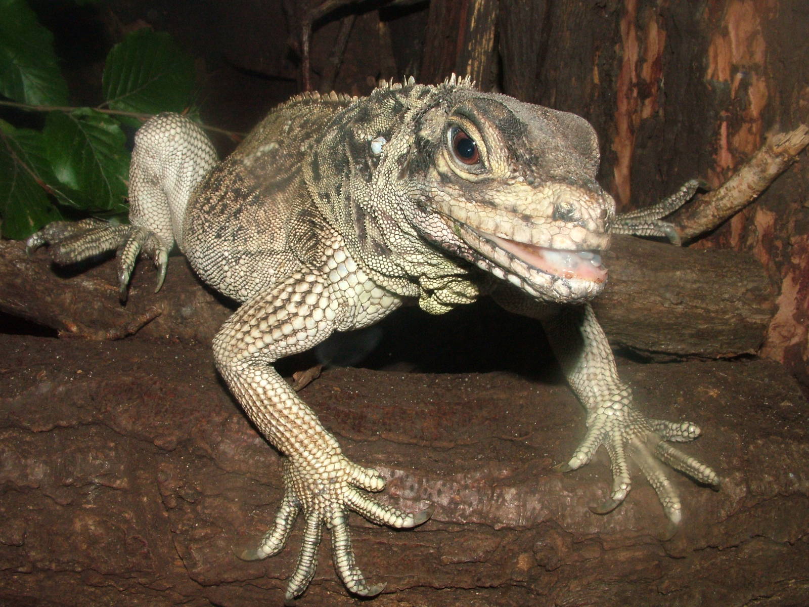 Philippine Sailfin Lizard at Krakow 08/09/2008