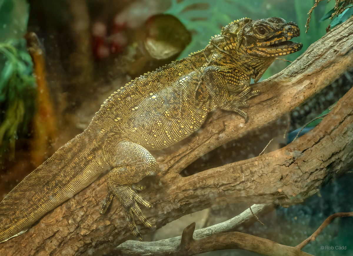 Philippine sailfin lizard : Call of the Wild : 17 Jul 2025