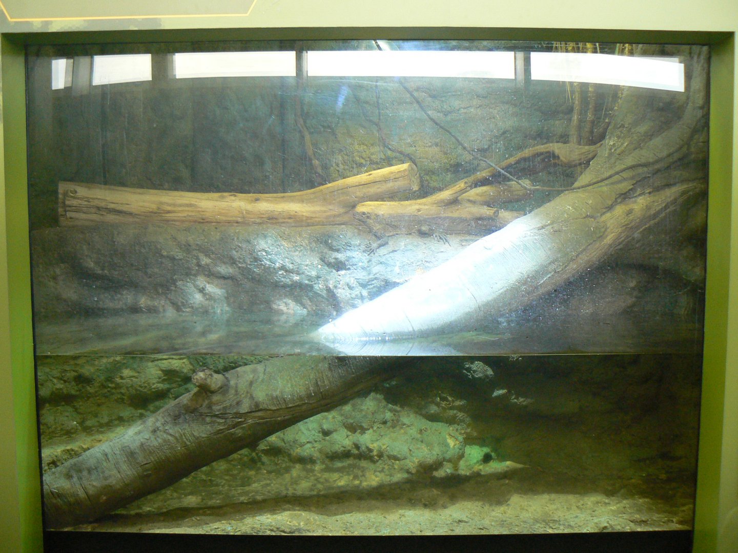 Philippine Sailfin Lizard Enclosure - 12 February 2018