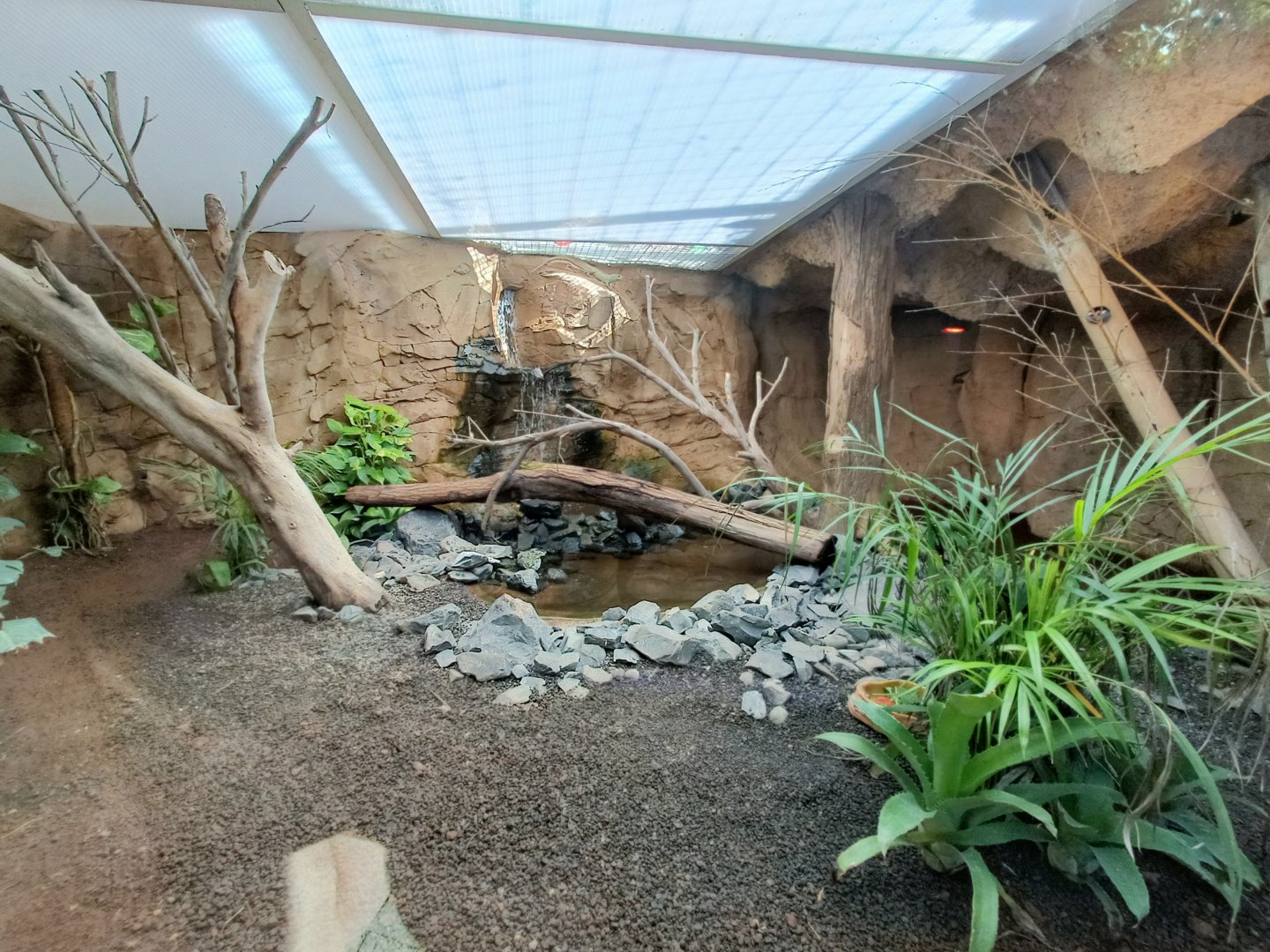 Philippine sailfin lizard exhibit