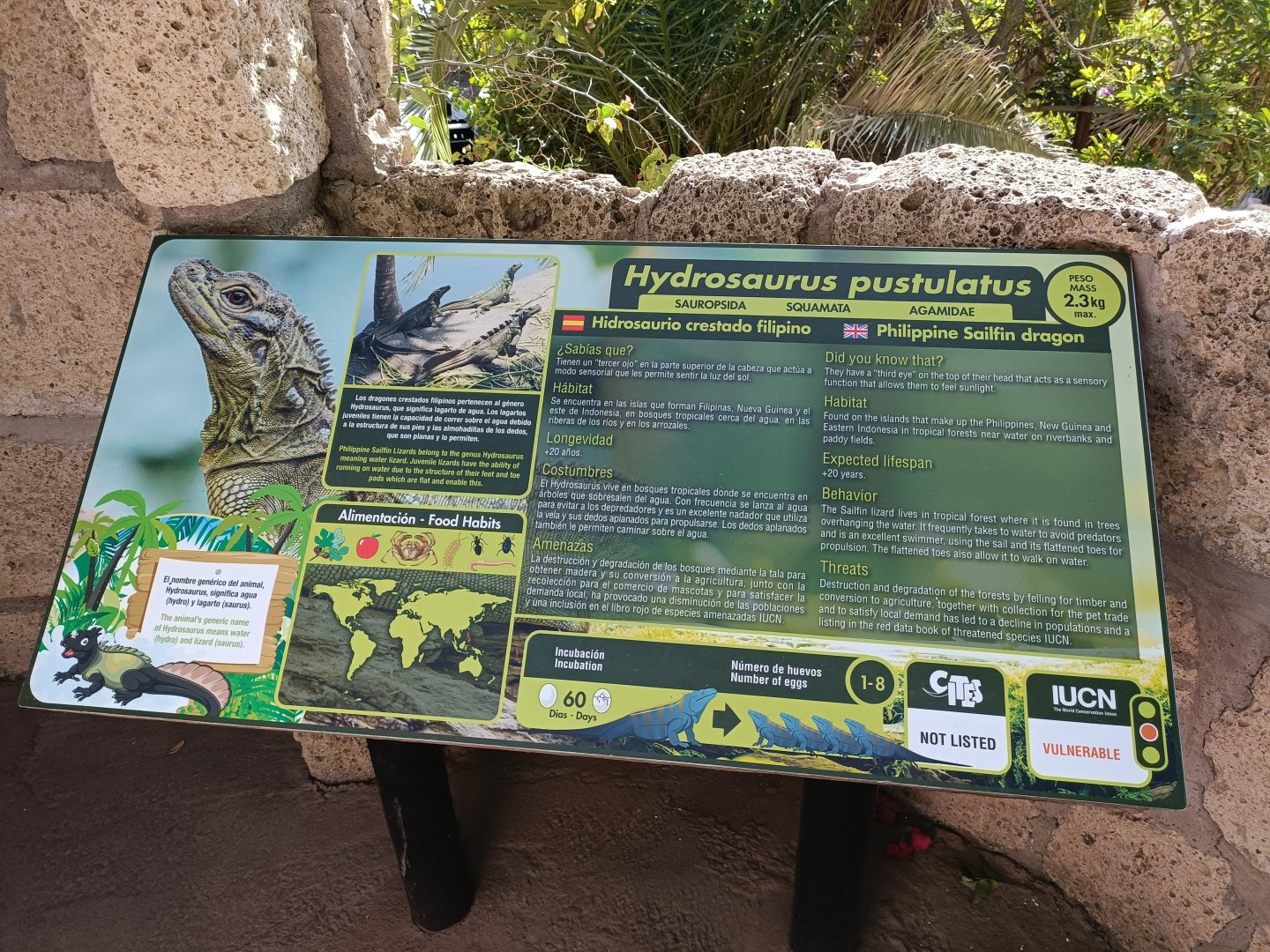 Philippine sailfin lizard exhibit