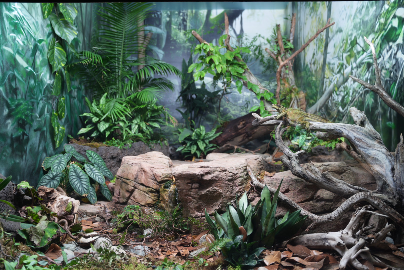 Philippine Sailfin Lizard habitat