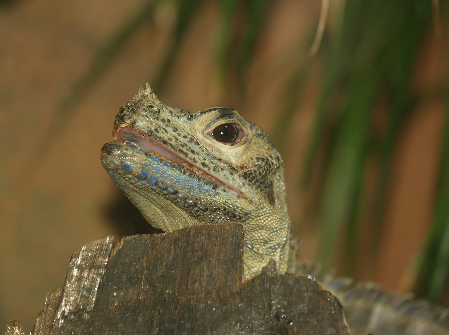 Philippine sailfin lizard (Hydrosaurus pustulatus), 2007-04-01