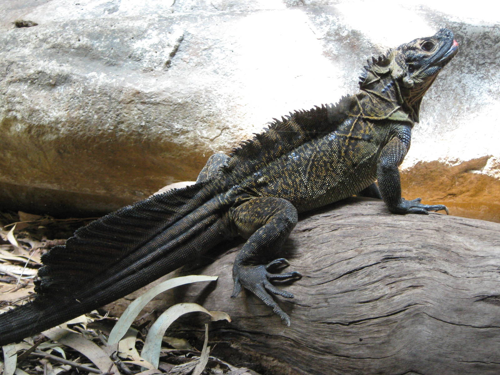 Philippine sailfin lizard (Hydrosaurus pustulatus)