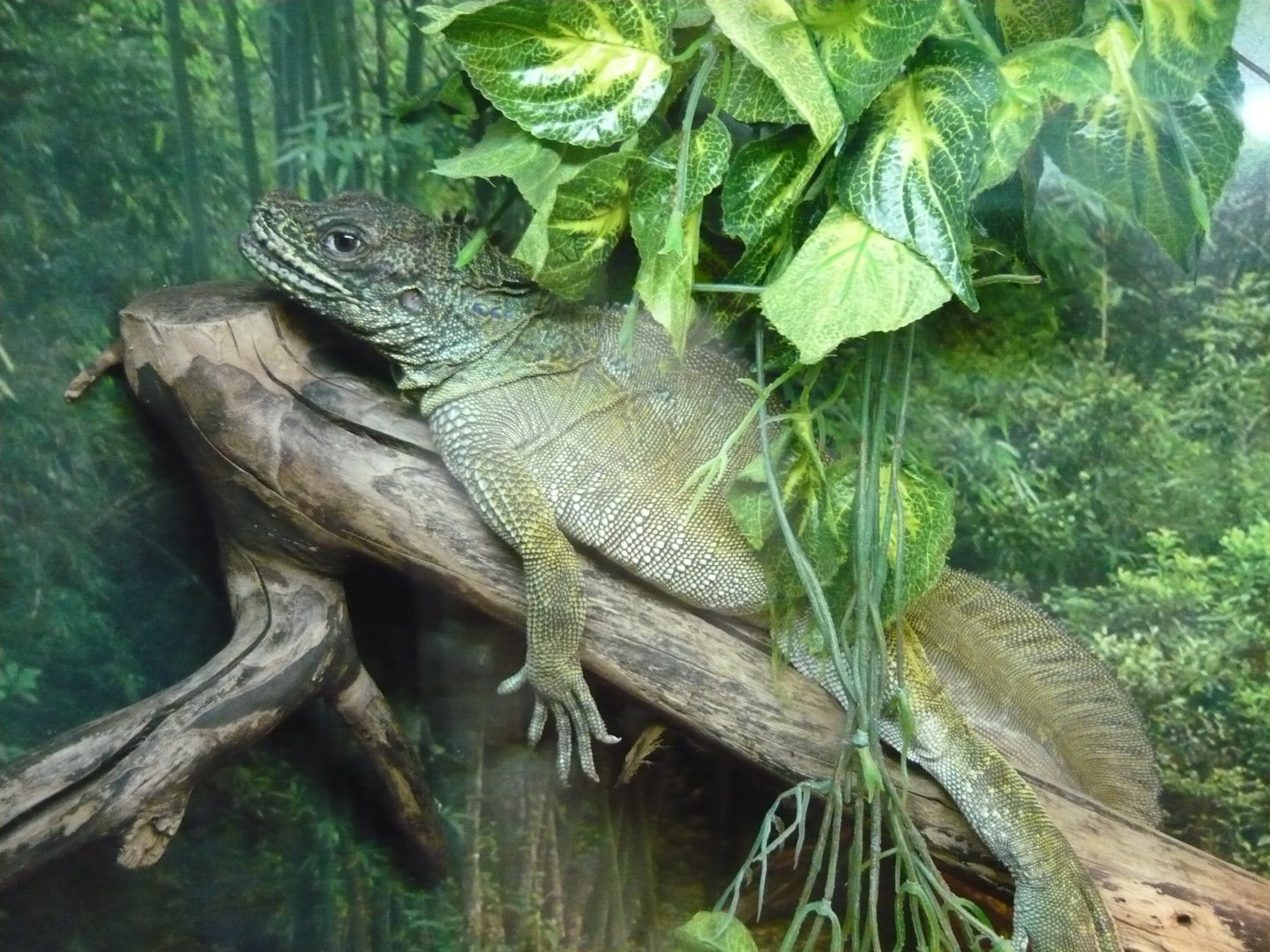 Philippine sailfin lizard (Hydrosaurus pustulatus)