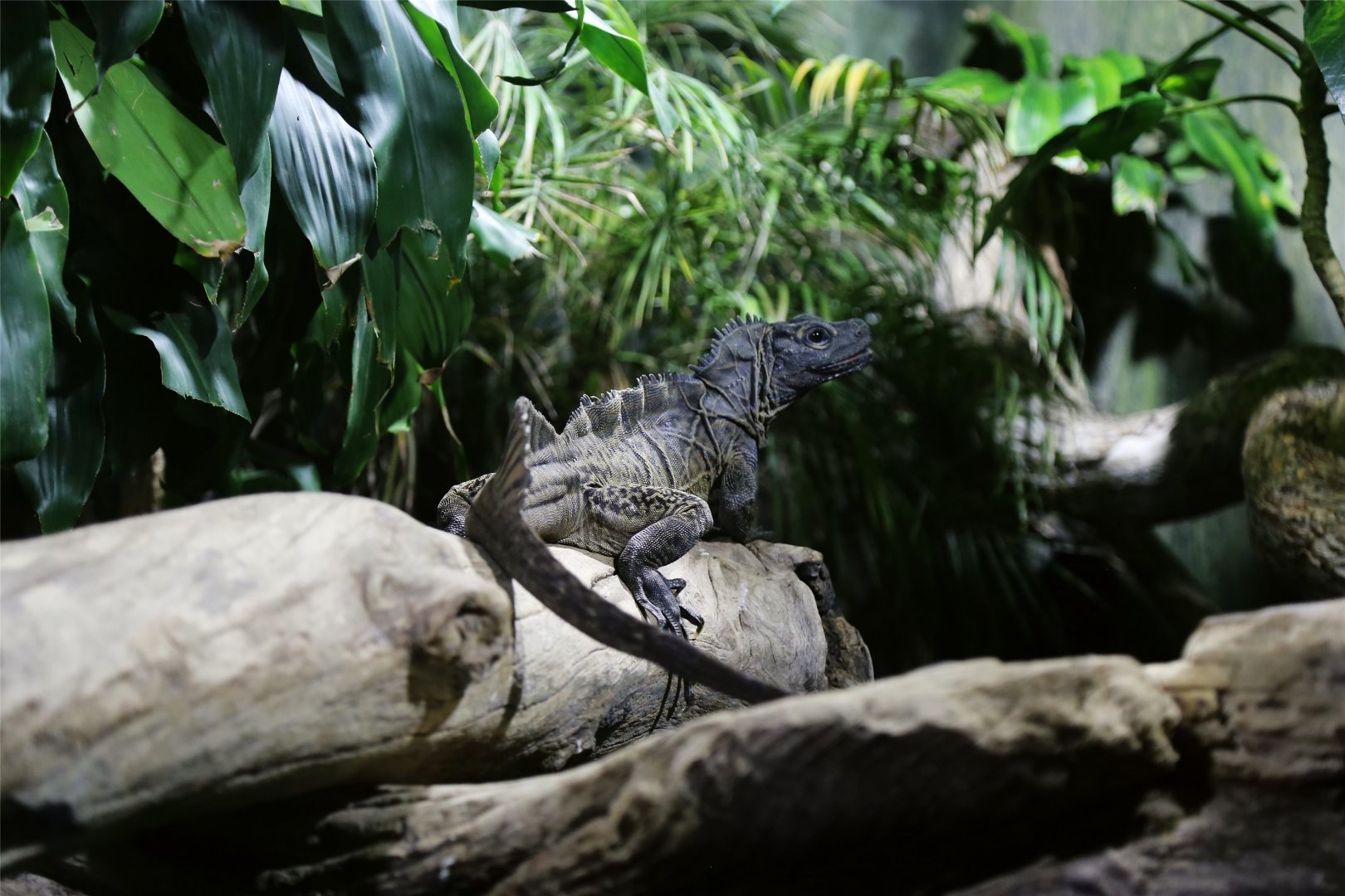 Philippine sailfin lizard (Hydrosaurus pustulatus)