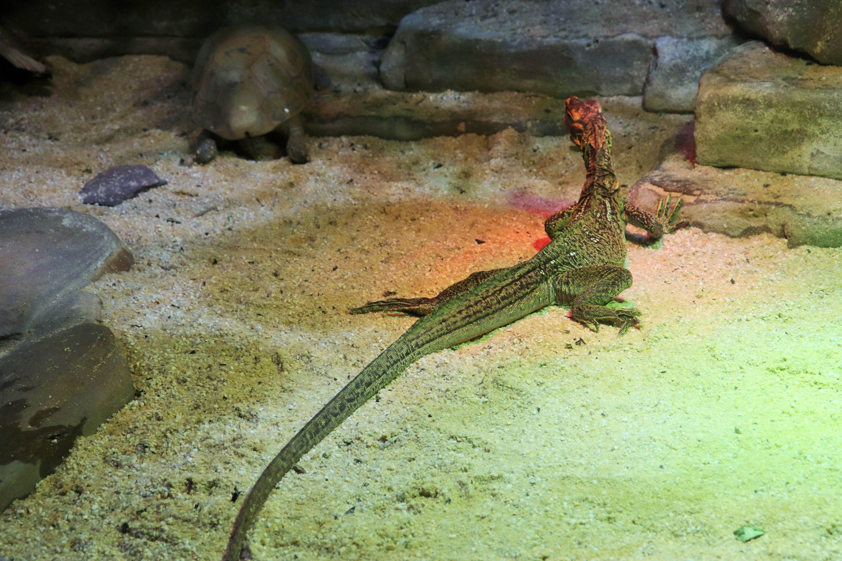 Philippine Sailfin Lizard (Hydrosaurus pustulatus)