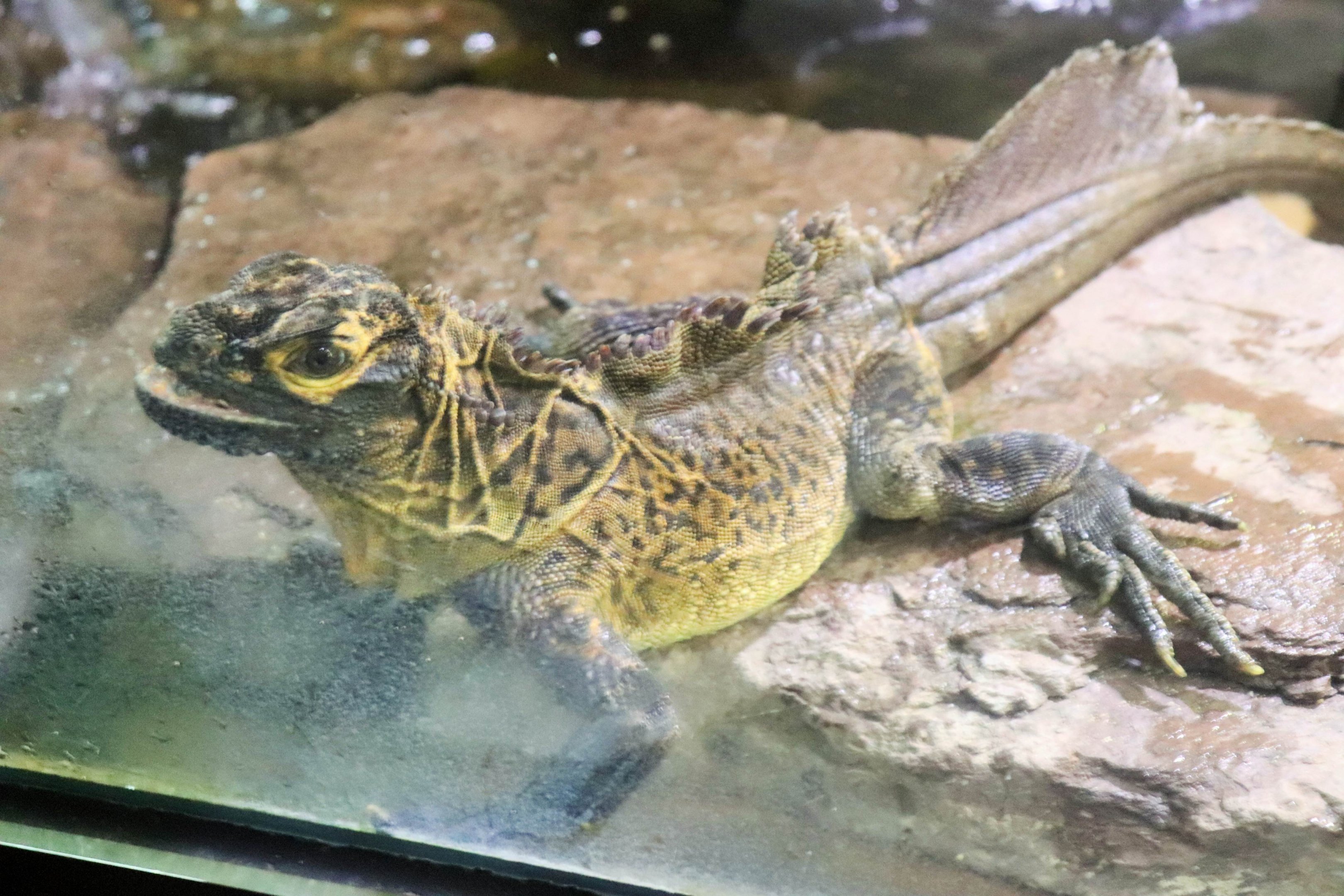 Philippine Sailfin Lizard (Hydrosaurus pustulatus)