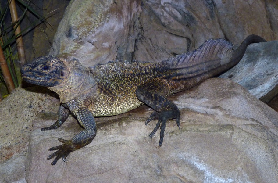 Philippine sailfin lizard (Hydrosaurus pustulatus)