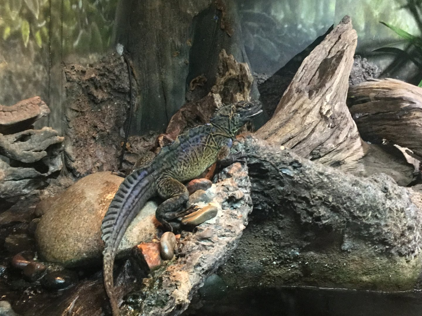 Philippine sailfin lizard (Hydrosaurus pustulatus)