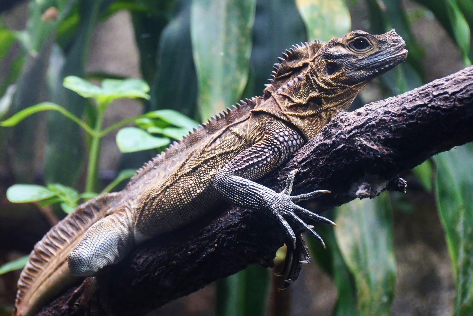 Philippine Sailfin Lizard (Hydrosaurus pustulatus)