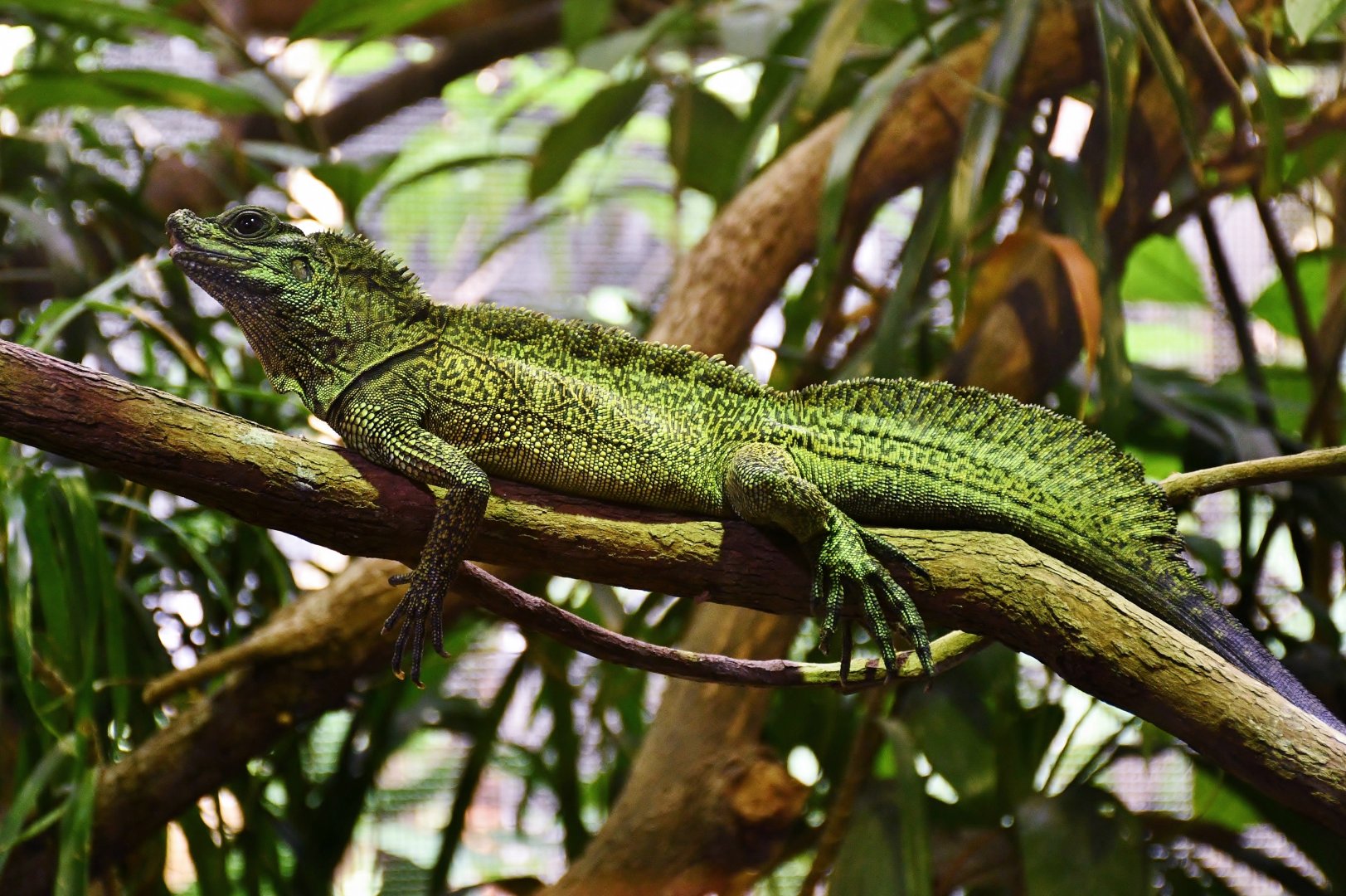 Philippine Sailfin Lizard (Hydrosaurus pustulatus)