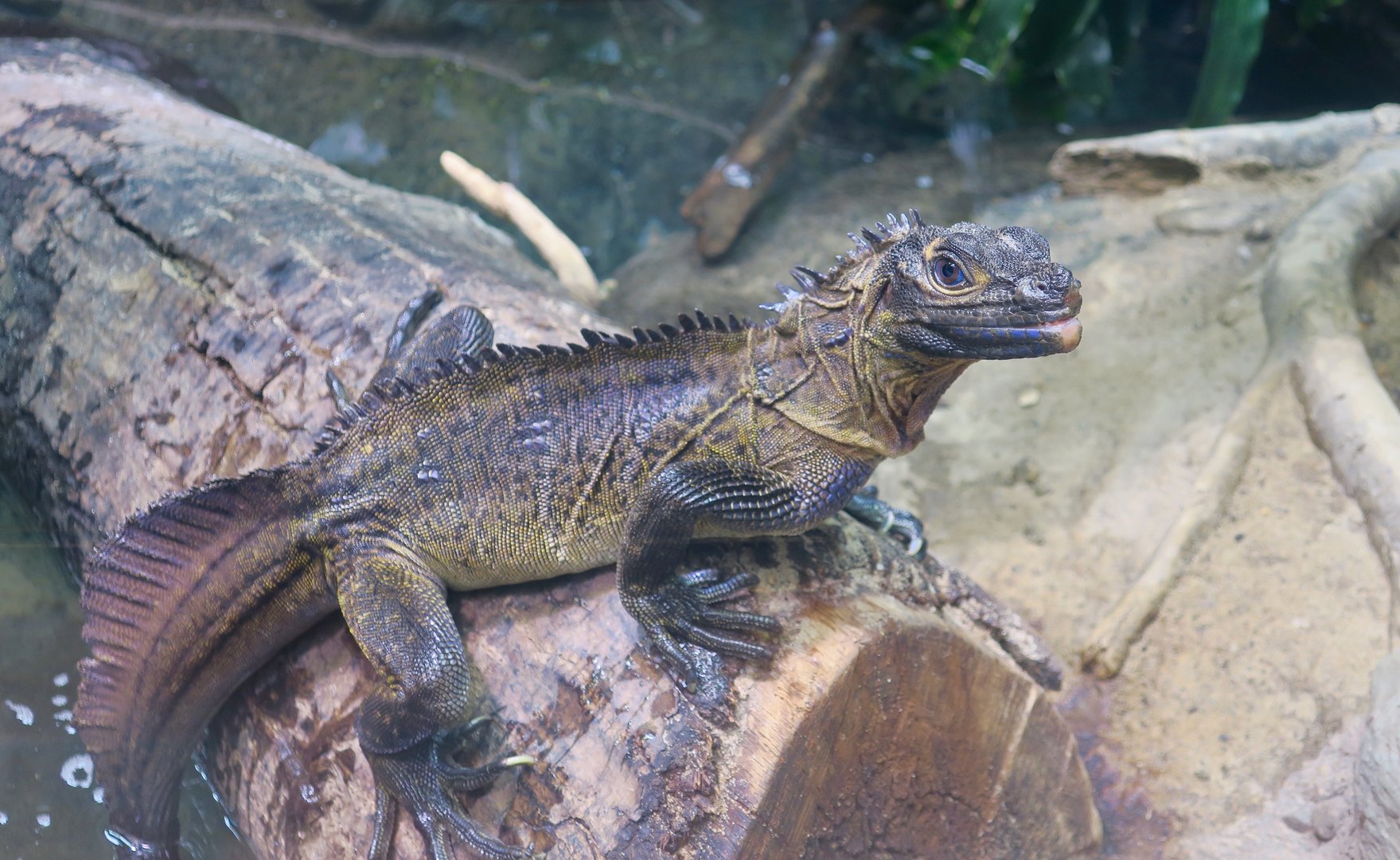 Philippine Sailfin Lizard (Hydrosaurus pustulatus)