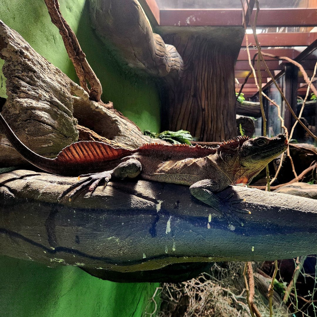 Philippine Sailfin Lizard (Hydrosaurus pustulatus)