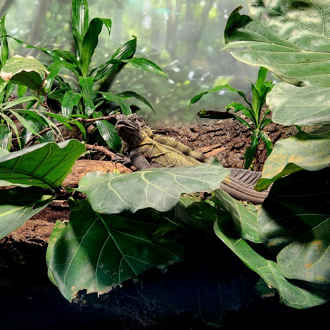 Philippine Sailfin Lizard (Hydrosaurus pustulatus)