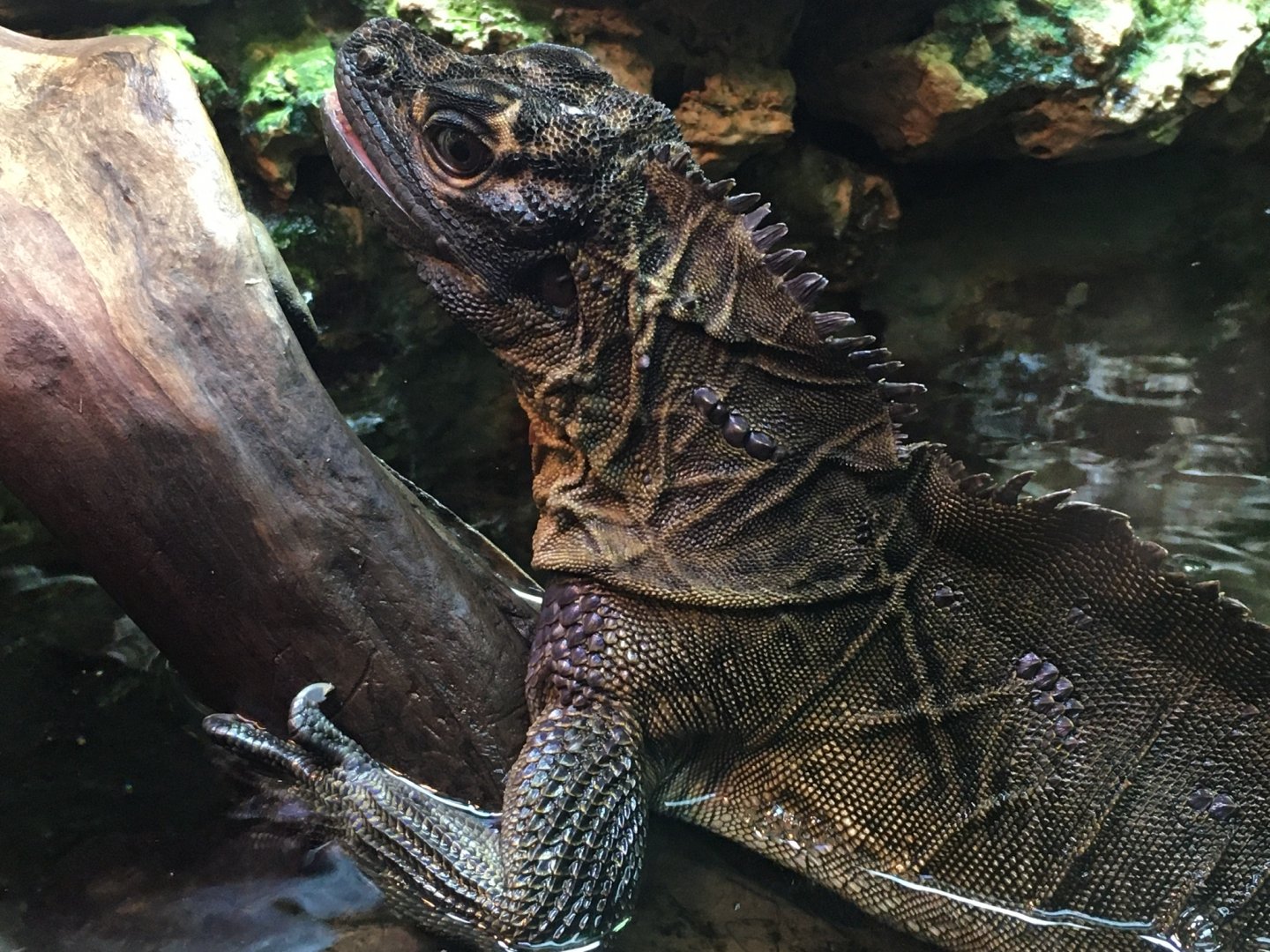 Philippine Sailfin Lizard (Hydrosaurus pustulatus)