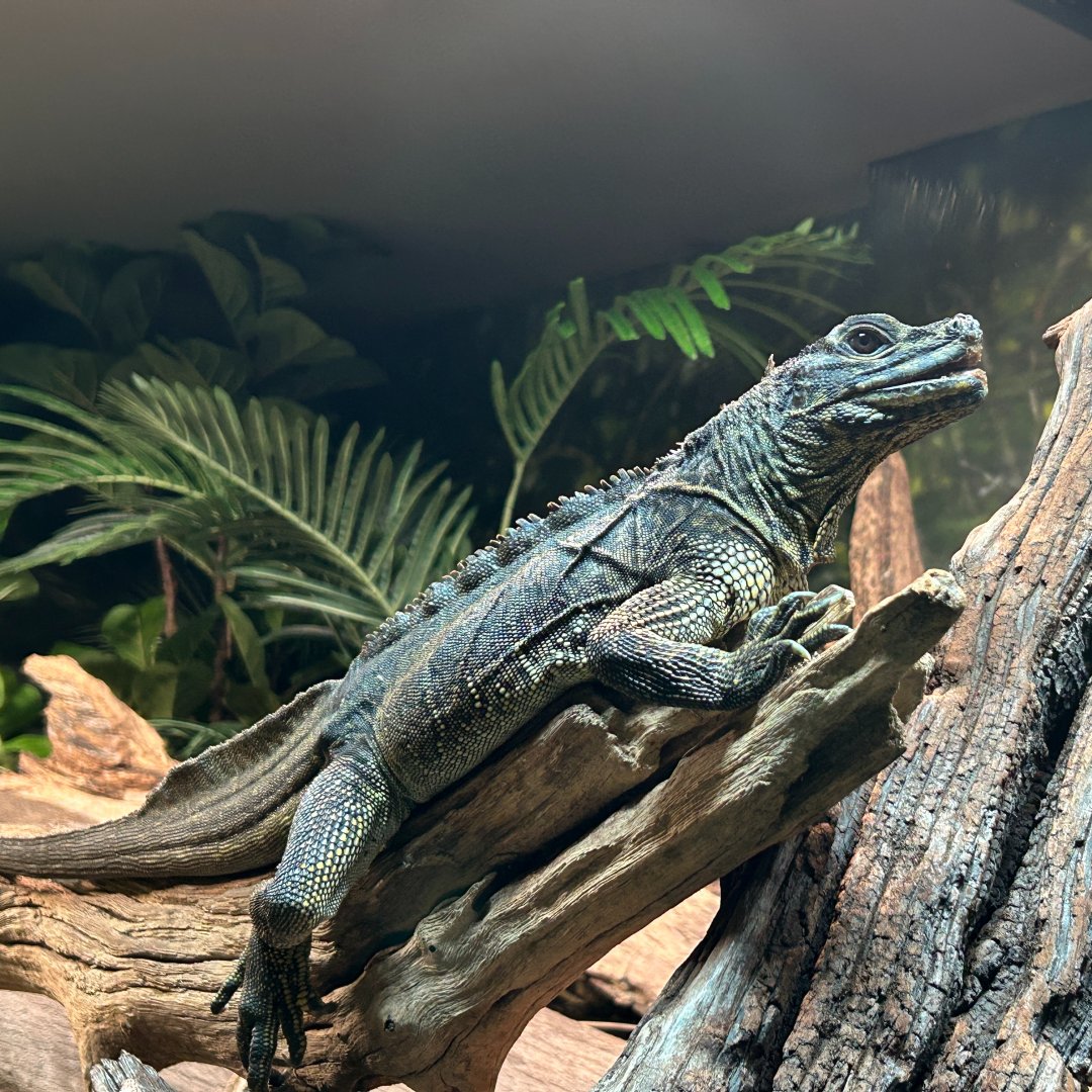 Philippine Sailfin Lizard (Hydrosaurus pustulatus)