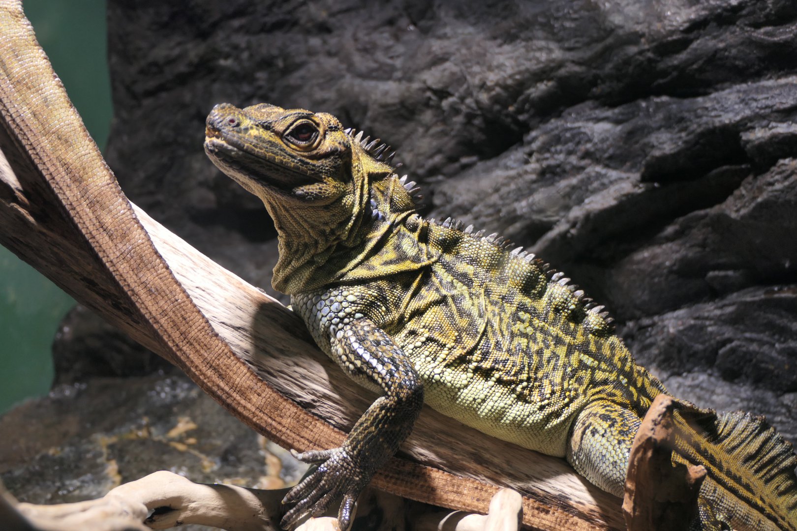 Philippine Sailfin Lizard (Hydrosaurus pustulatus)