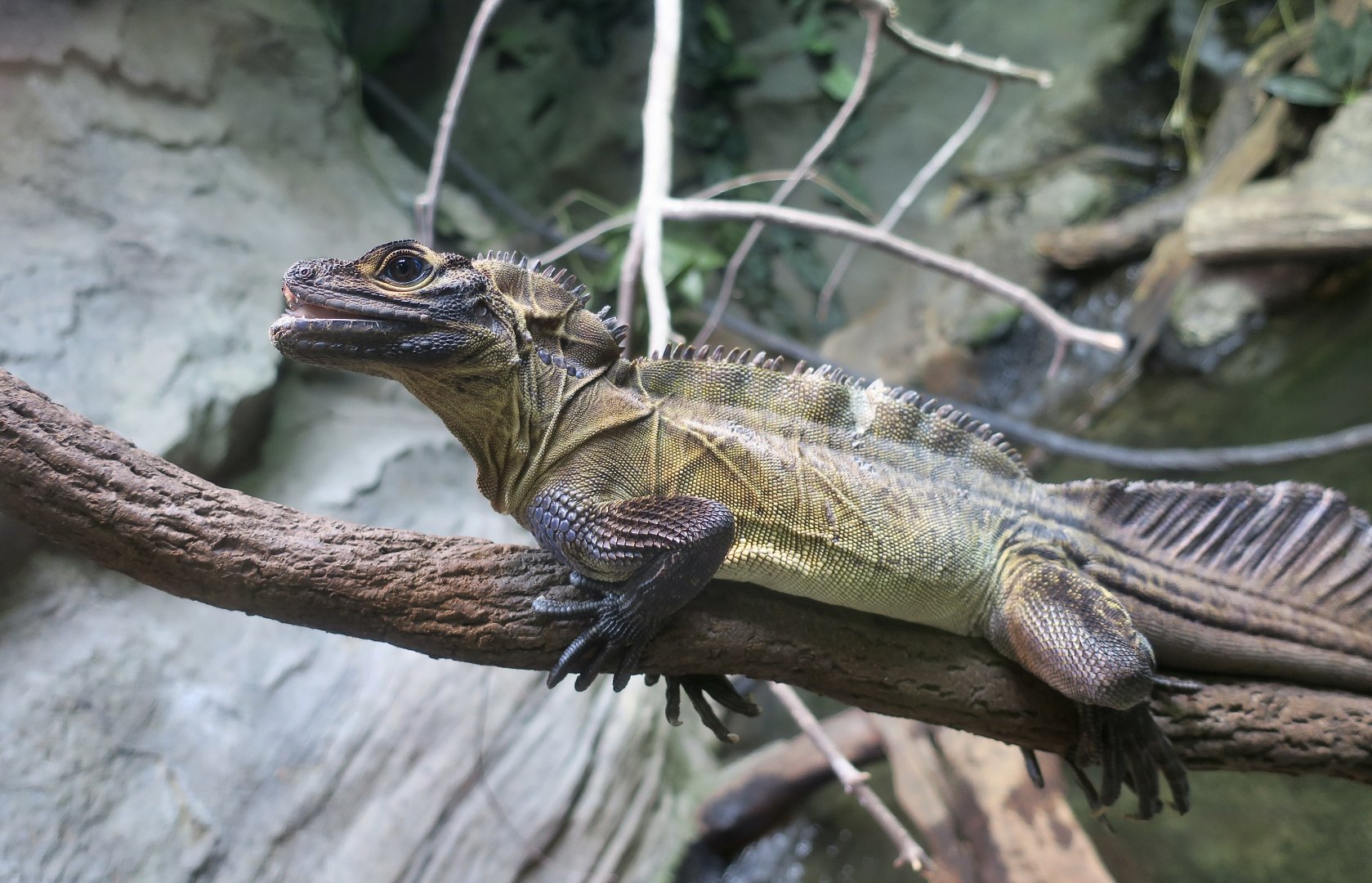 Philippine Sailfin Lizard (Hydrosaurus pustulatus)