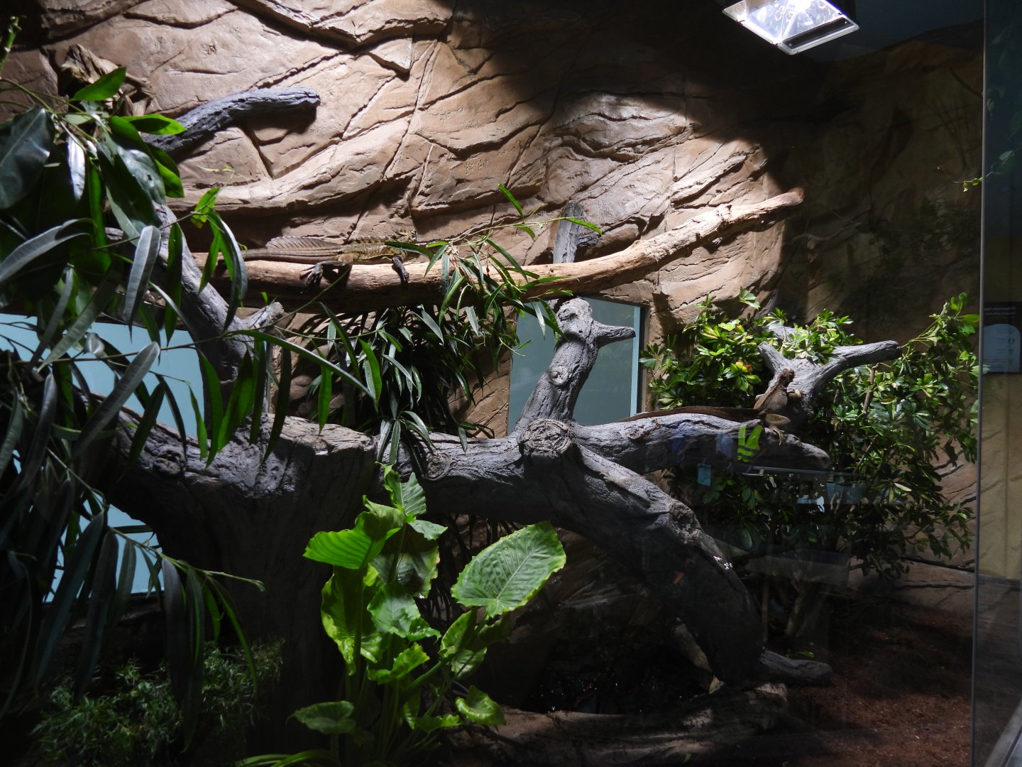 Philippine sailfin lizard & Painted wood turtle