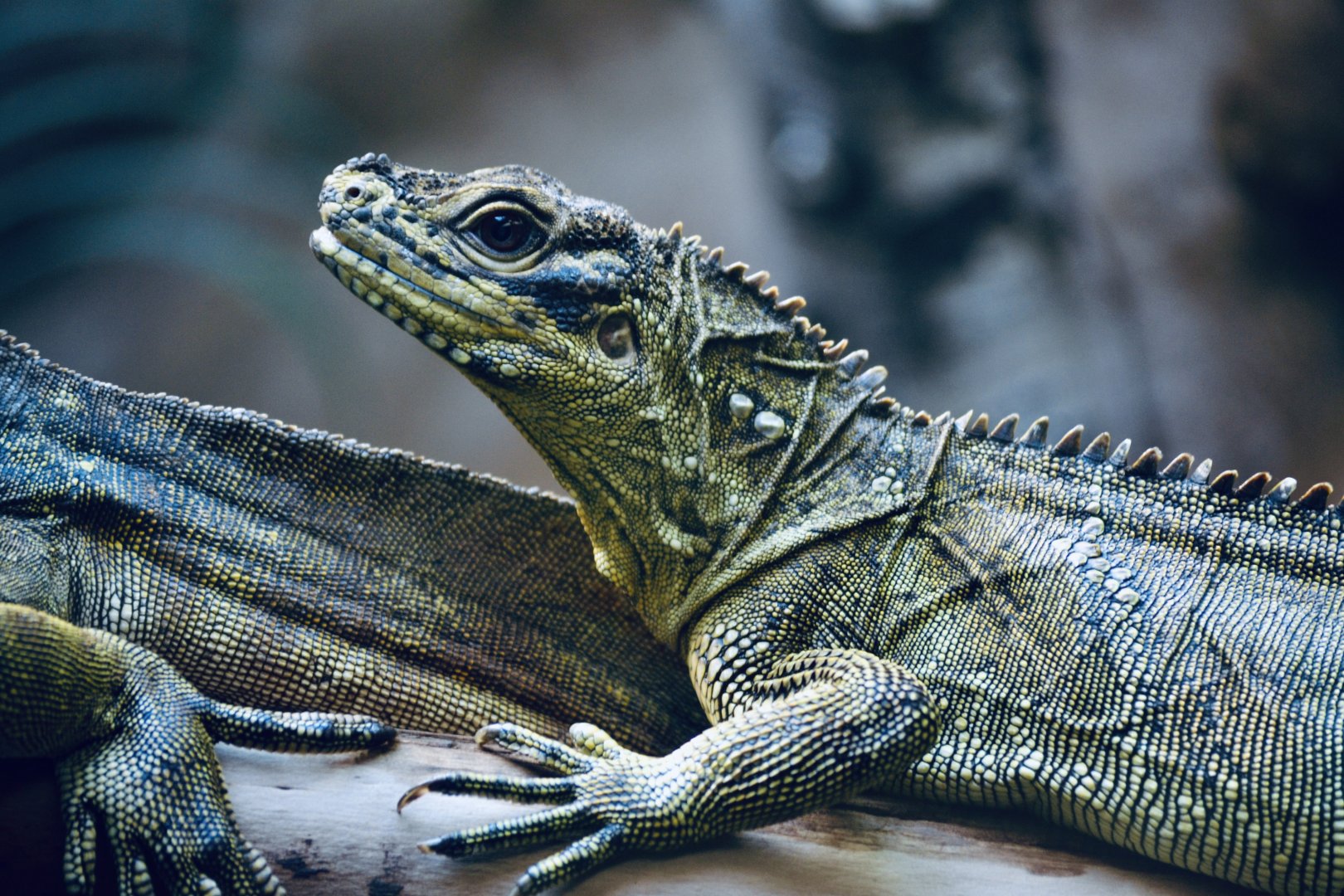 Philippine Sailfin Lizard - September 2020