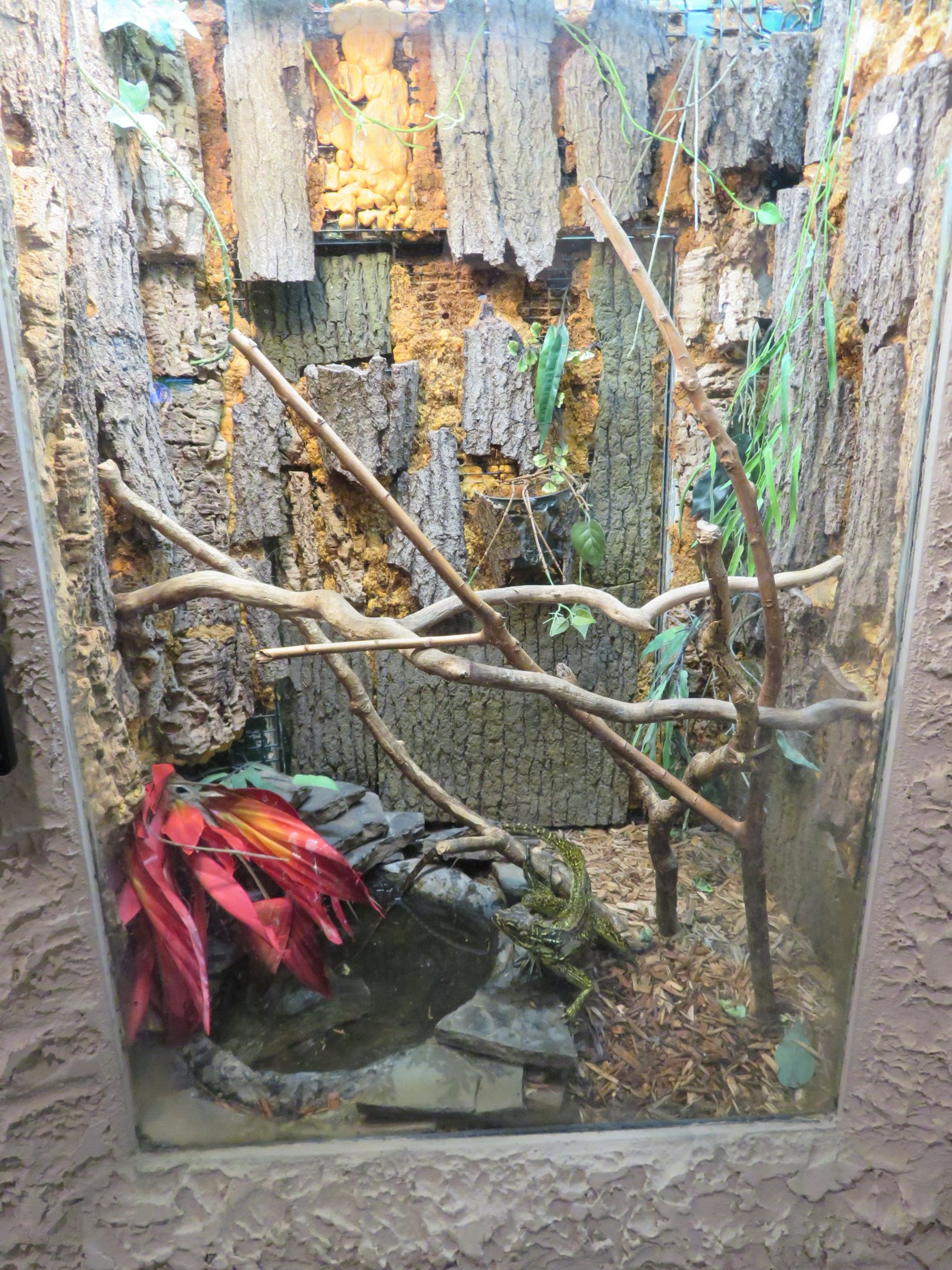 Philippine Sailfin Lizard Tank