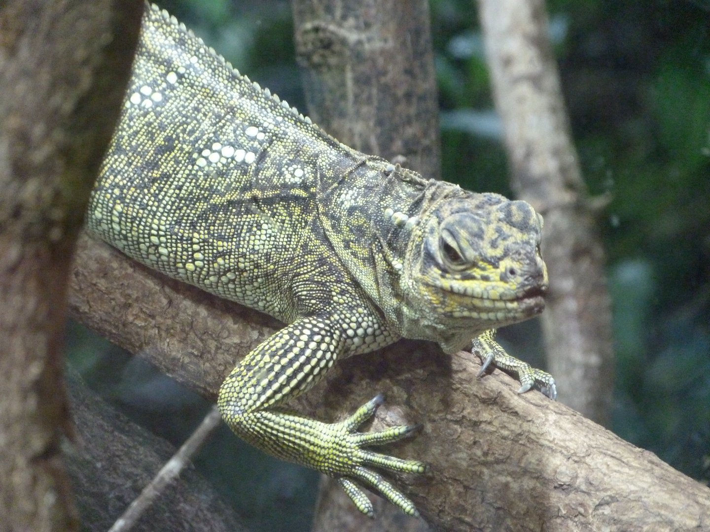 Philippine sailfin lizard -ZooParc de Beauval (2025)