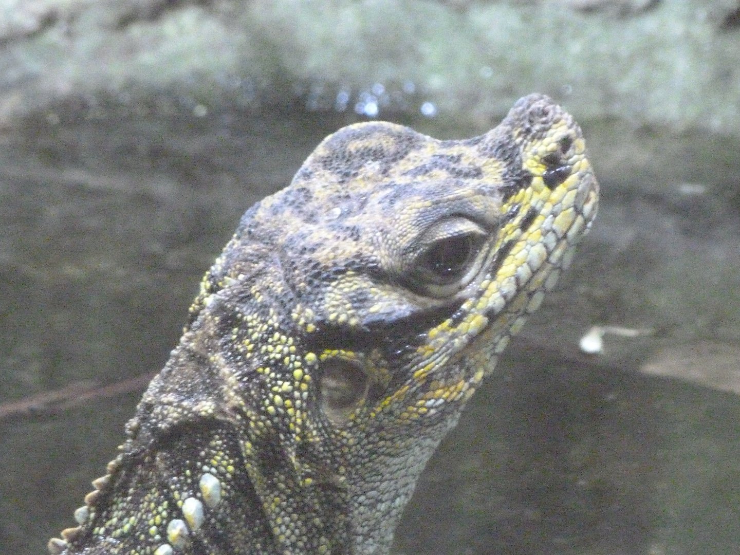 Philippine sailfin lizard -ZooParc de Beauval (2025)