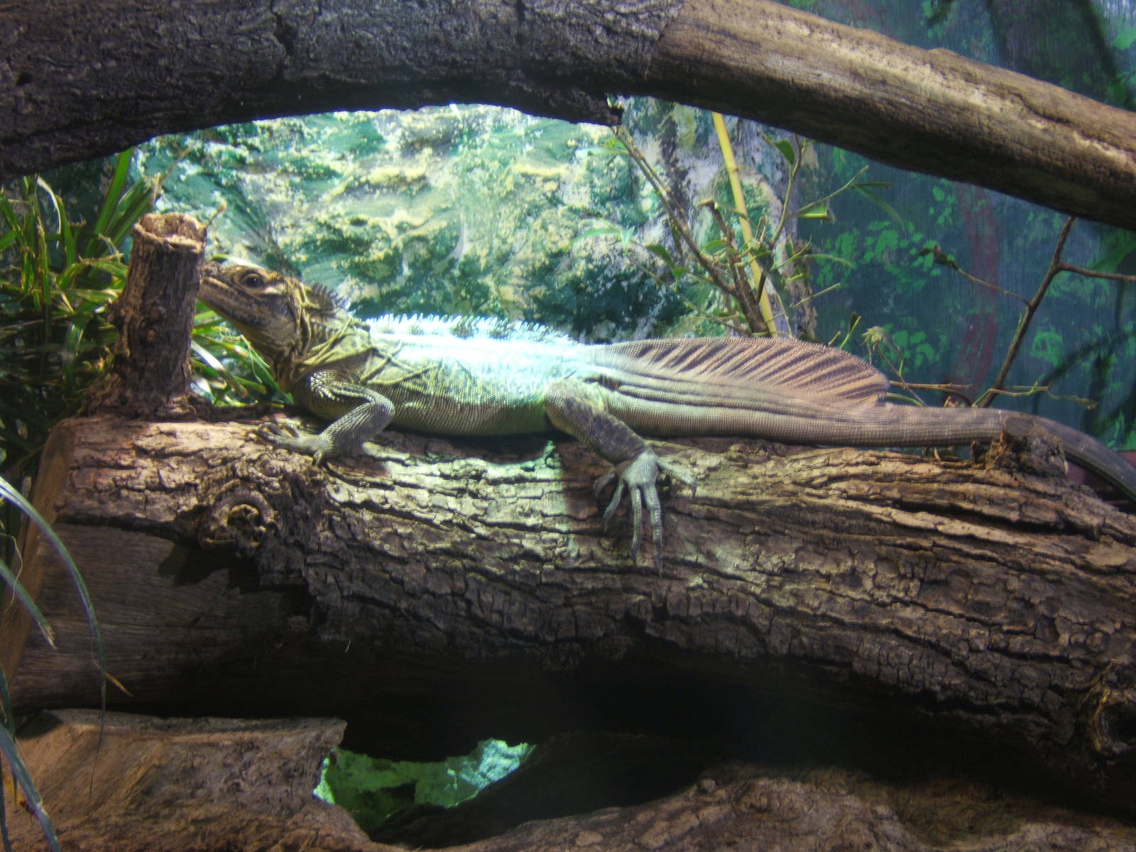 Philippine Sailfin Lizard